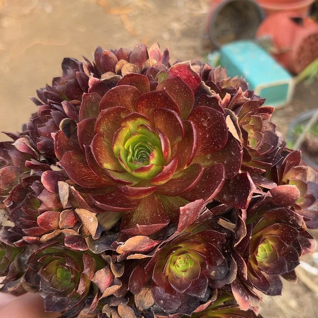 多肉植物赤焰莲手捧
