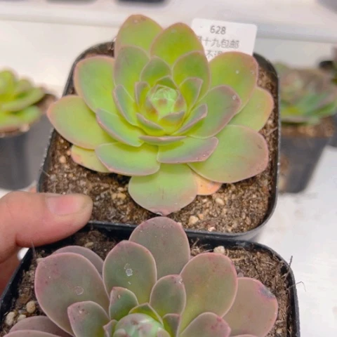 628 山地玫瑰基地2颗