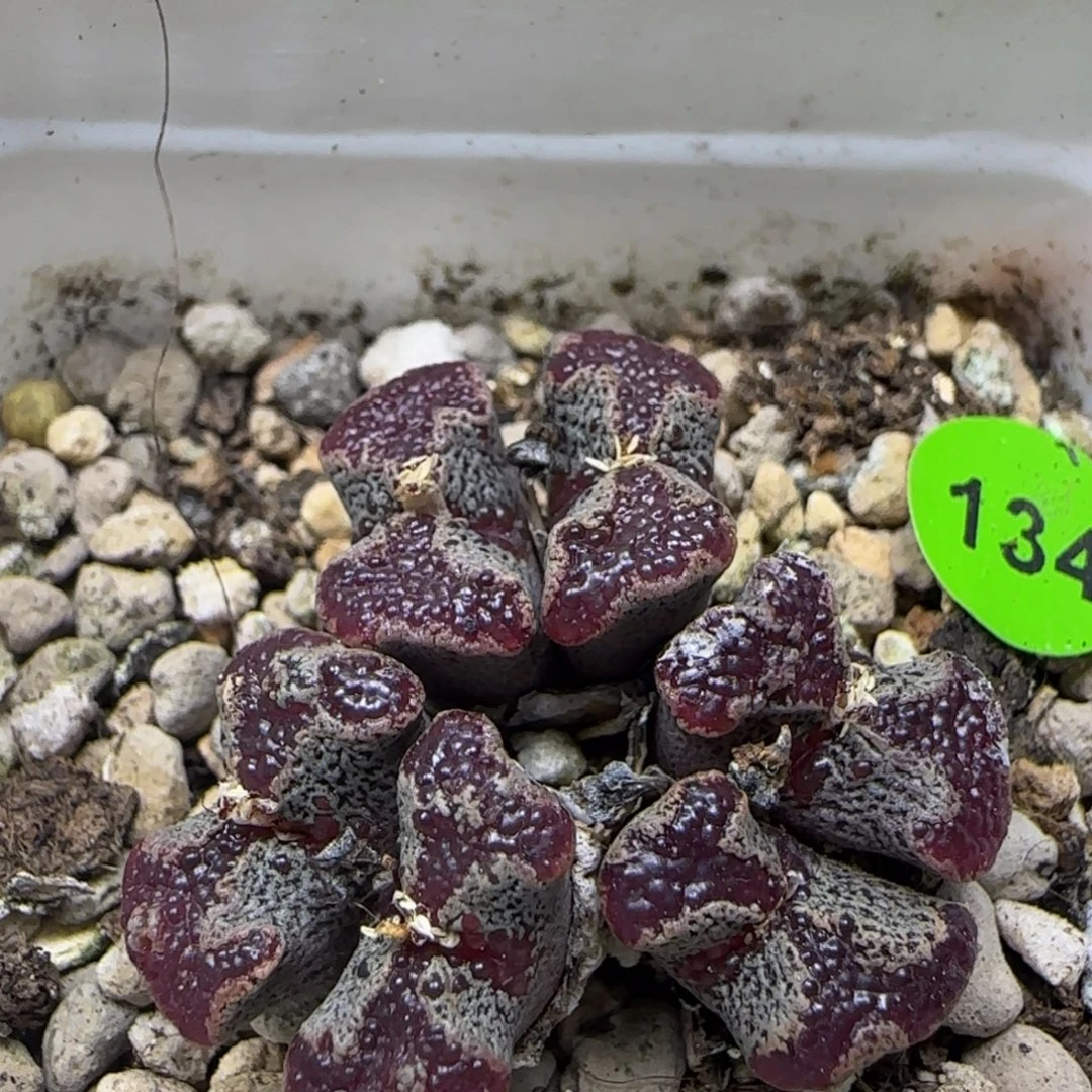 鱼子酱超碟群多肉植物134