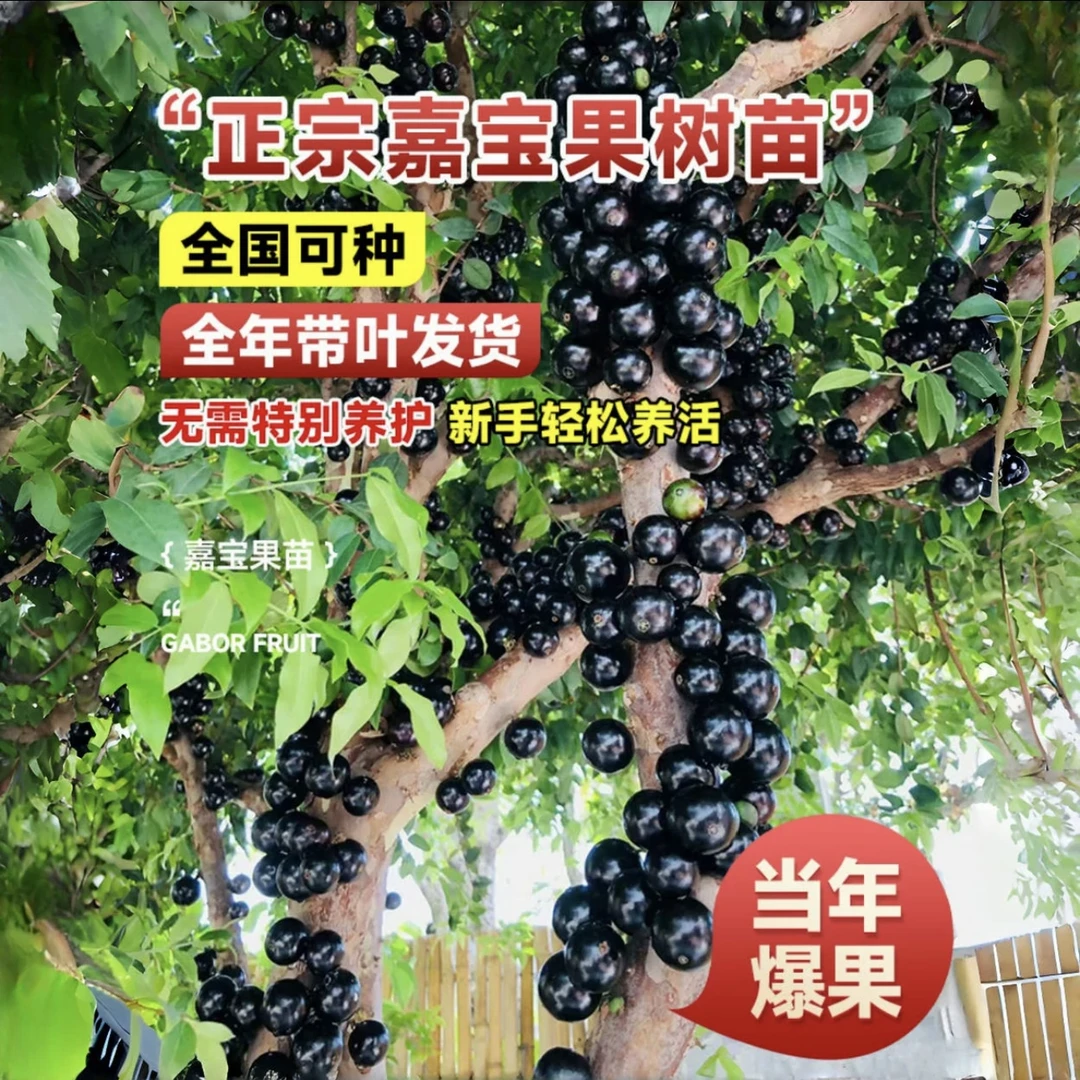 一物一拍嘉宝果树苗四季早生艾斯卡盆栽地栽庭院种植大苗