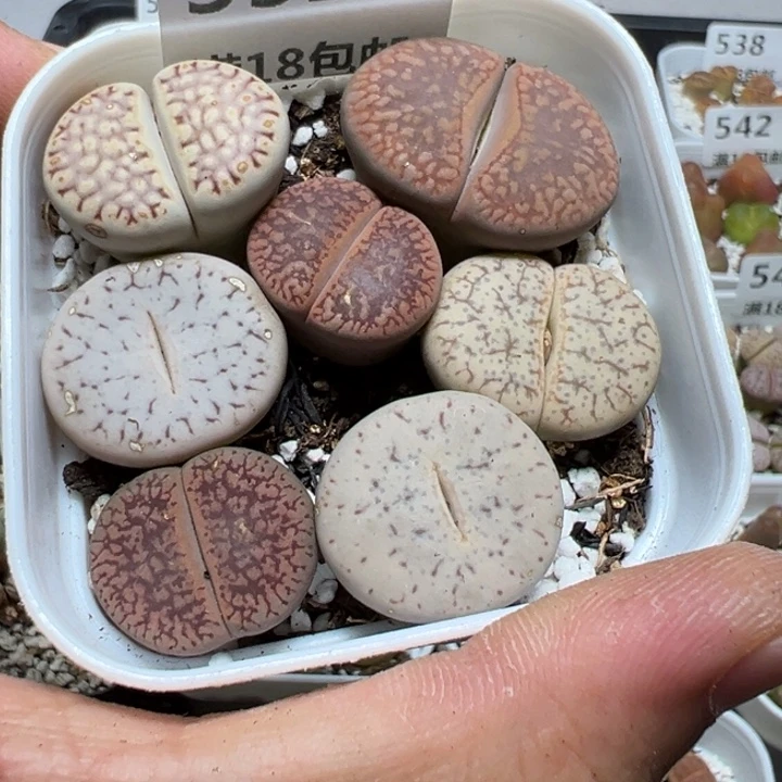 【闪购商品】 552。