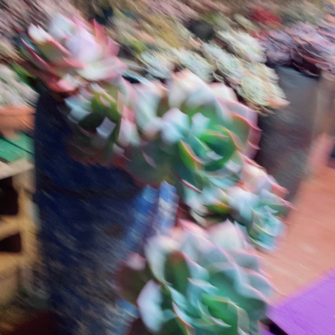 来***米白凤老桩裸根发货