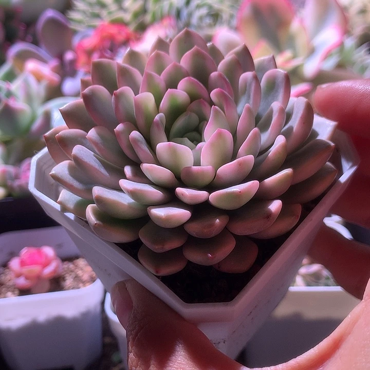 红宝石覆轮锦有根