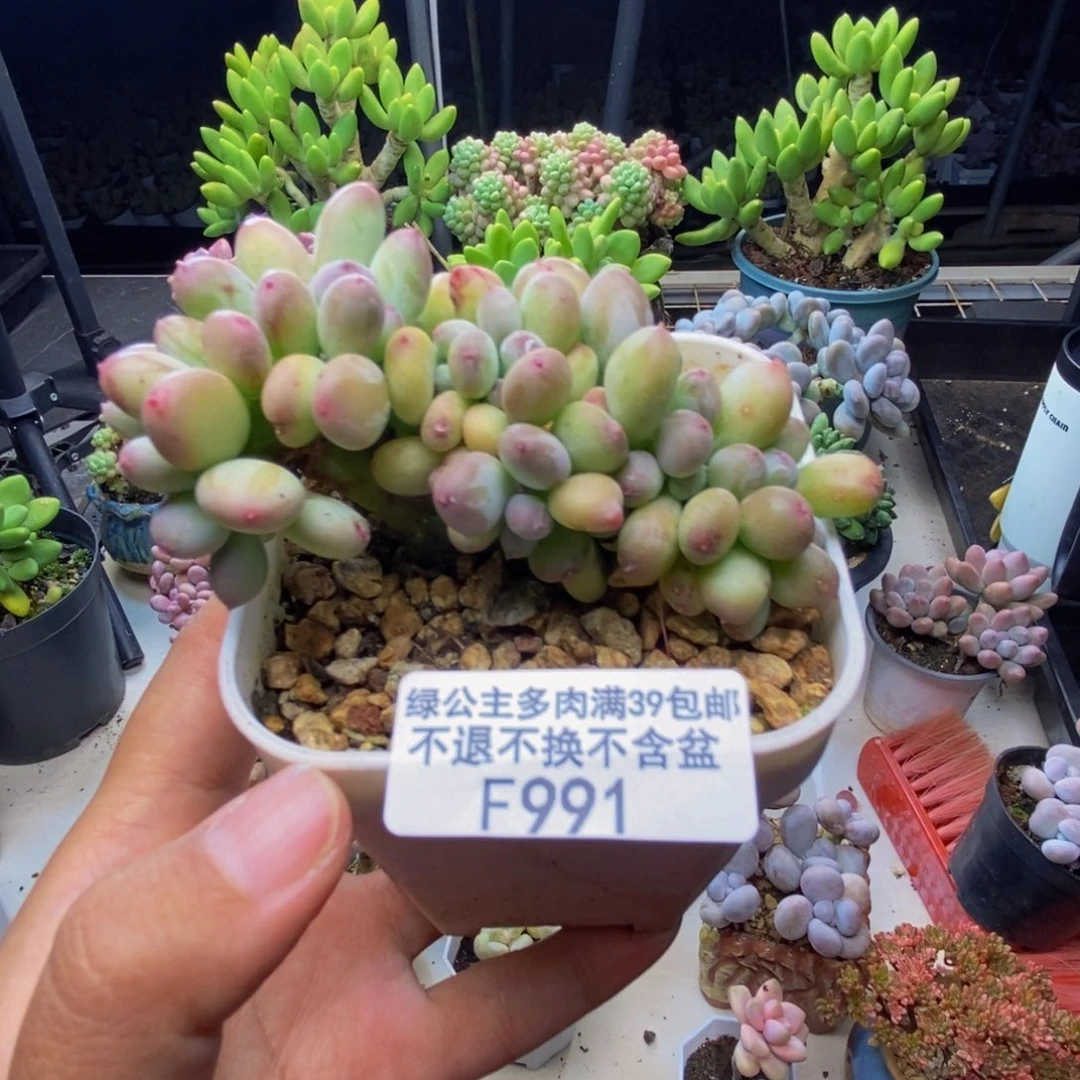 991苹果奶四代缀7c m