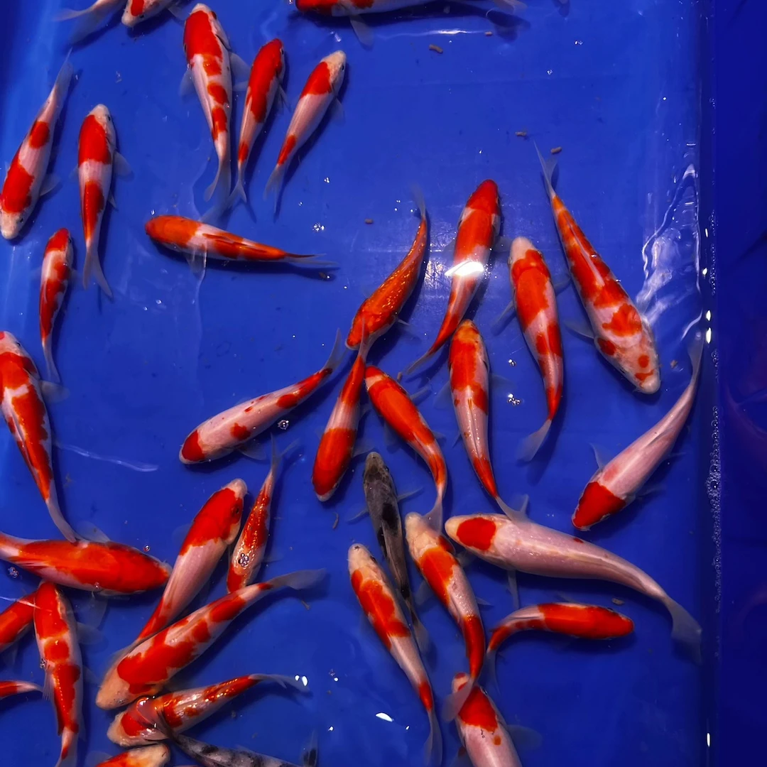 锦鲤观赏鱼红白，5条