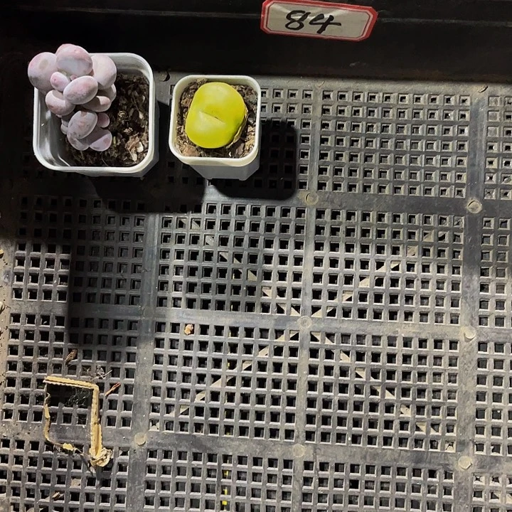 清***蓉84号筐带盆土发货