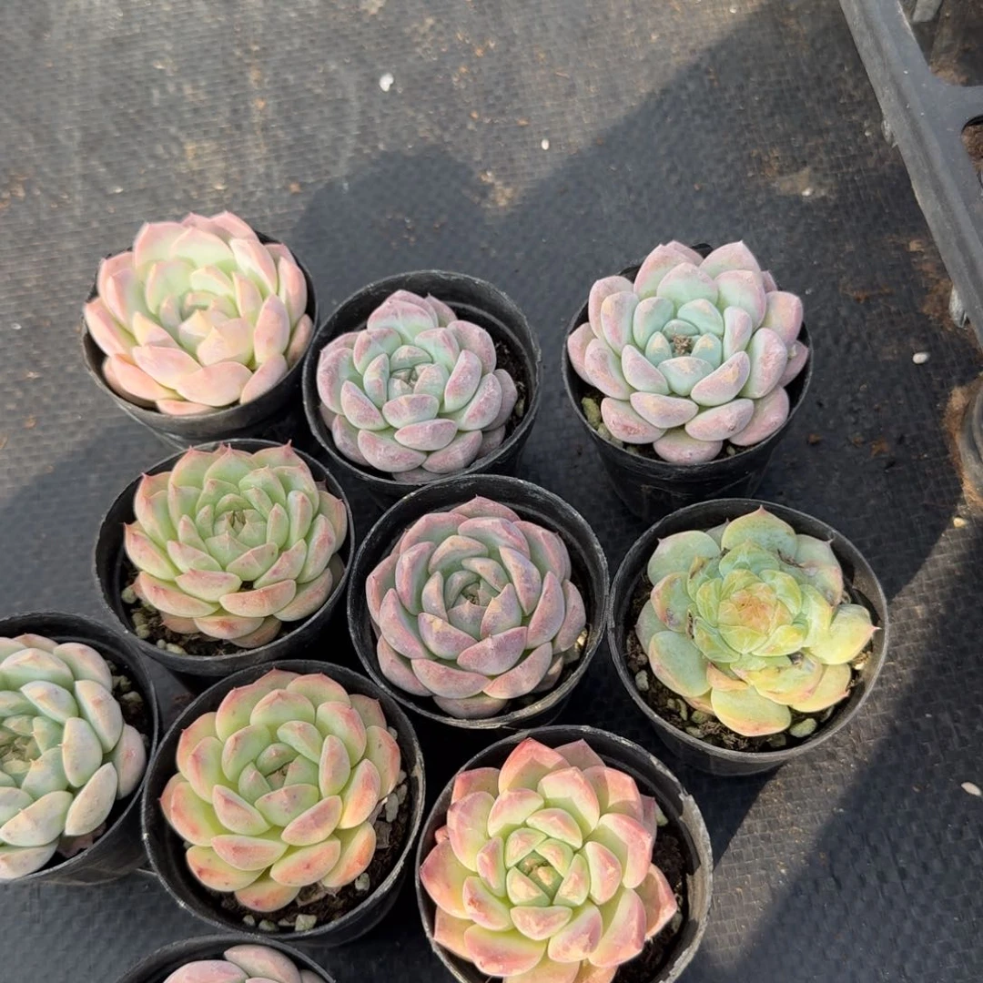 美尼糖心珍妮十棵量拍包子体18-18左七