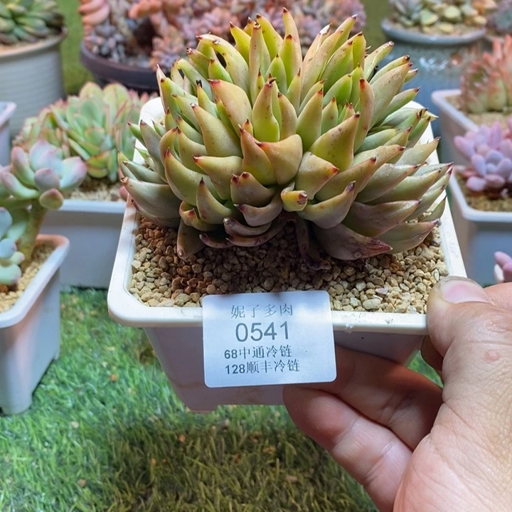 0541啊啊啊啊啊啊啊啊啊