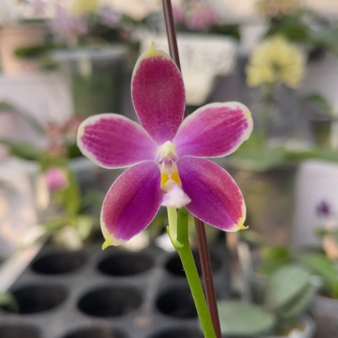 完全开放996 3寸JG2354 一物一拍