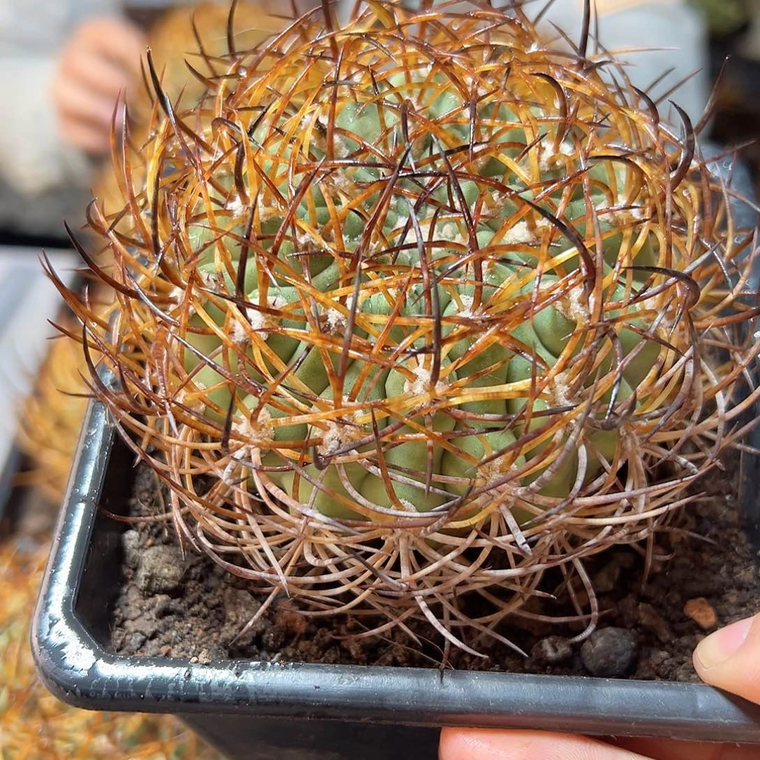 苗接无根500津玉含刺10公分