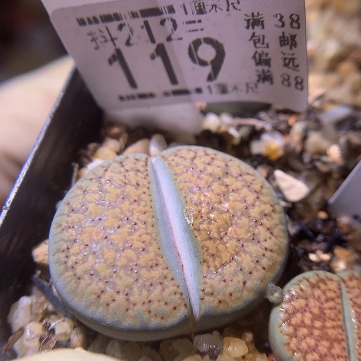 精品生石花212.119