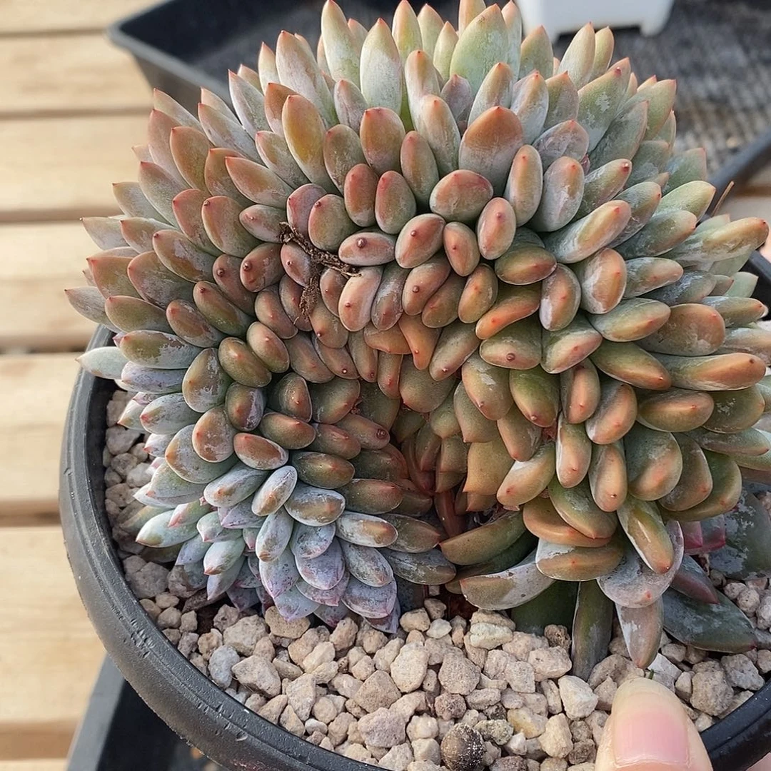 朵缀哈哈哈哈哈哈哈哈