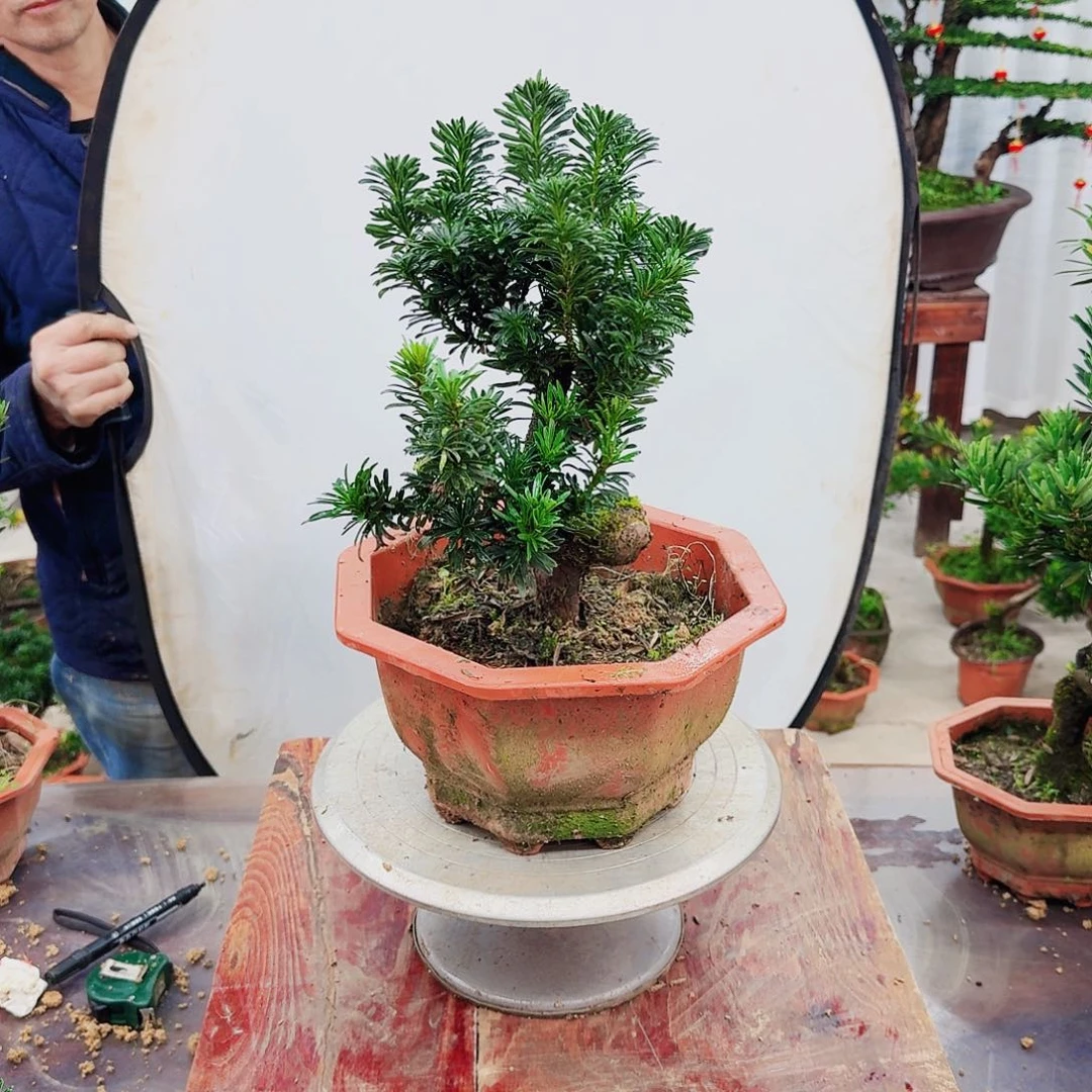 盆景罗汉松一物一拍