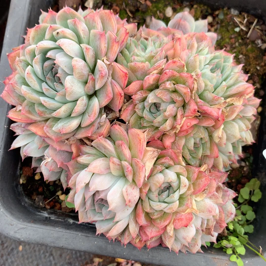 5783散群价不包整散