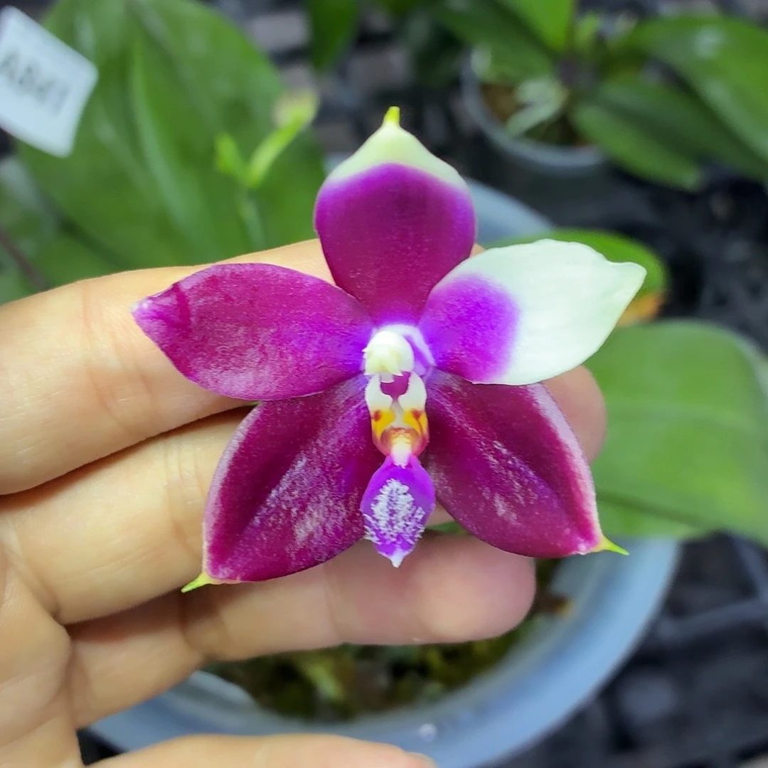 当前无花朵，栽培后可花朵A841珍妮佛交蓝孔雀