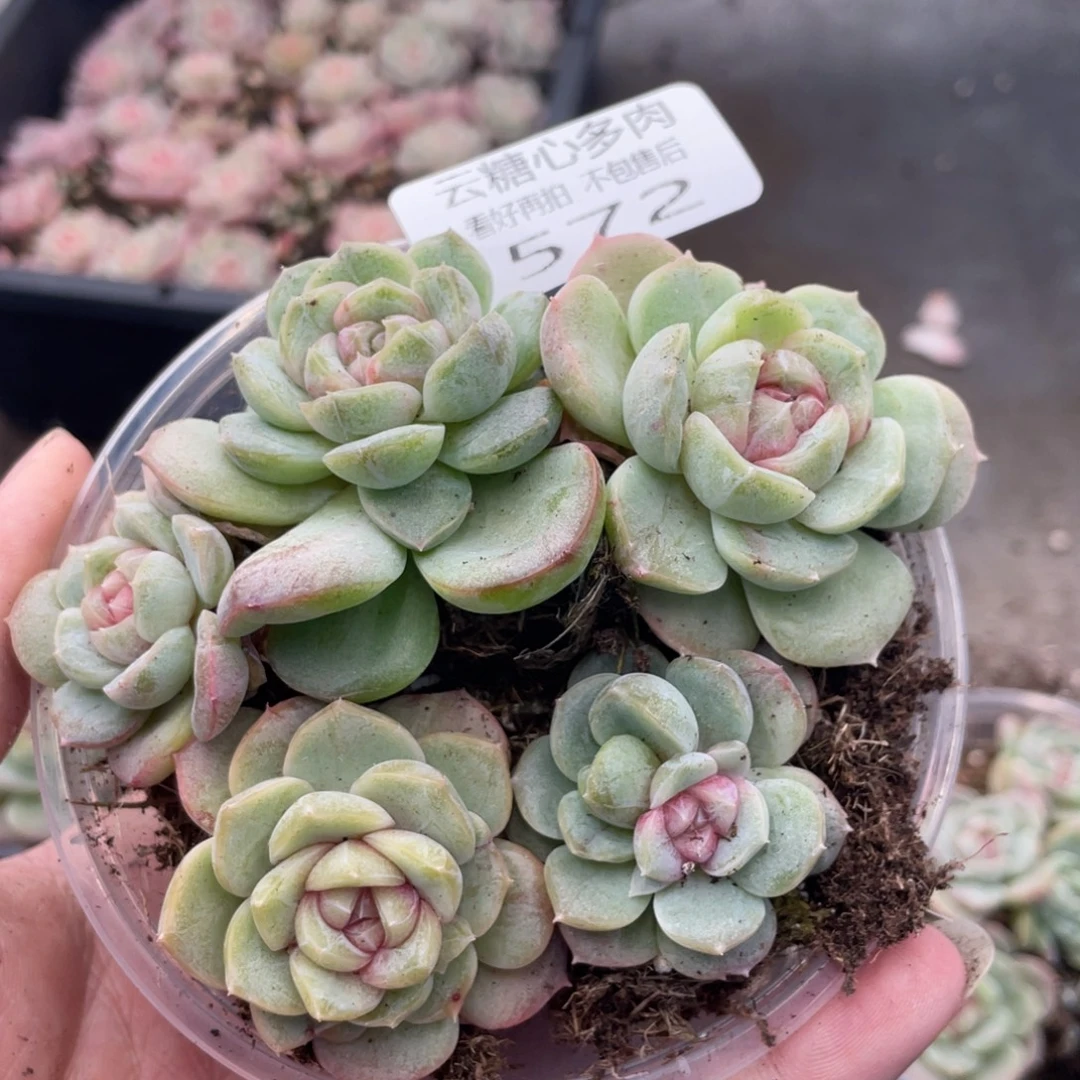 云糖心多肉植物572