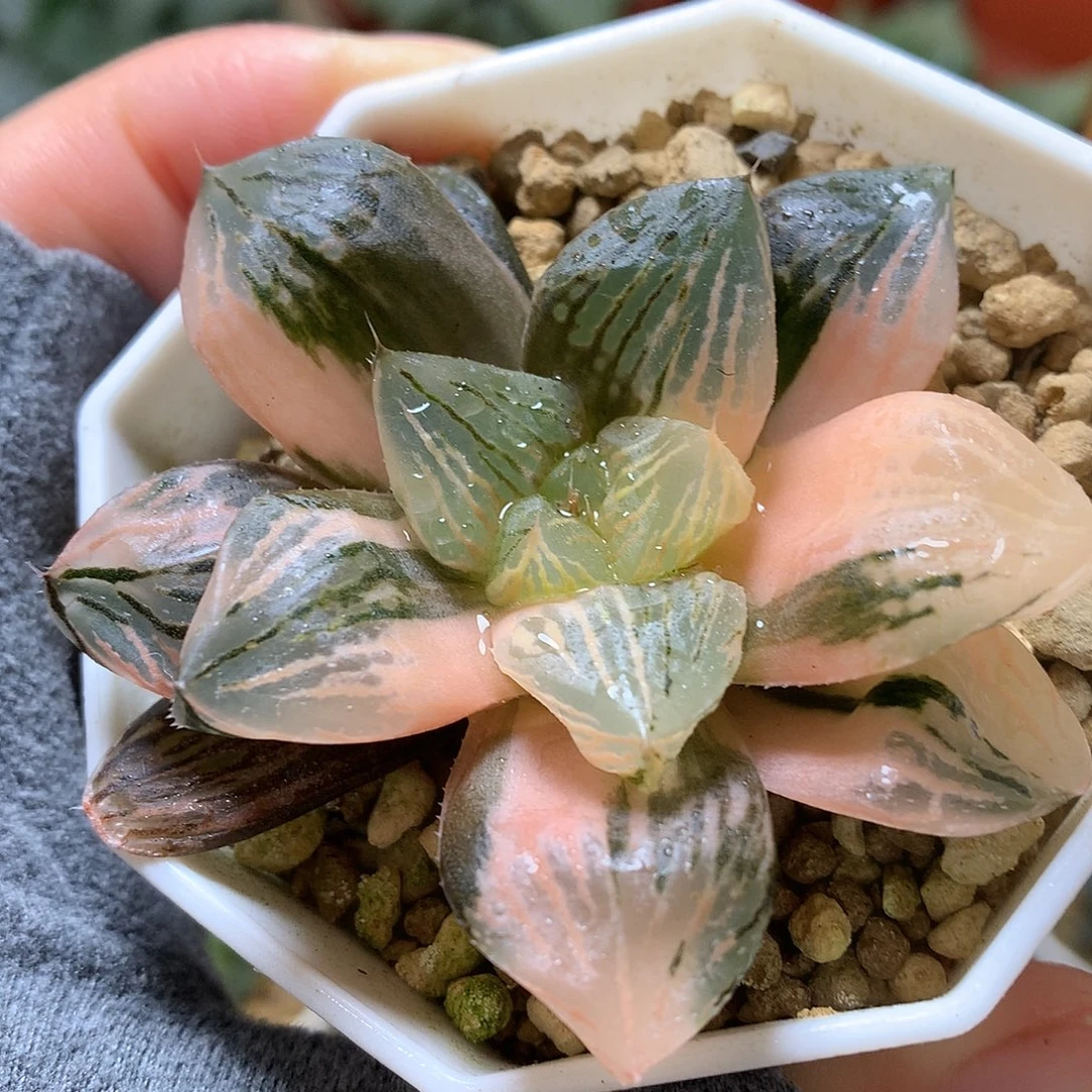 玉潭寿锦带盆土发货loo