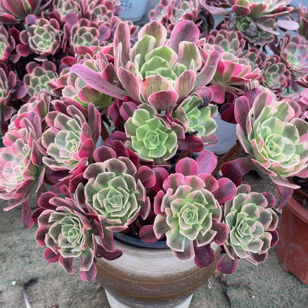 907凤冠大捧花精品法师多肉