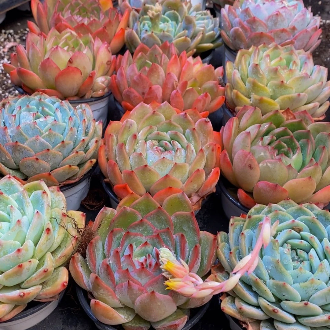 443多肉植物保护研究所所长助理