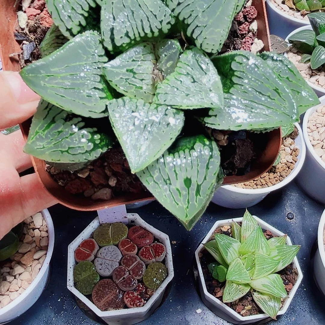 马丽丽女王多肉植物