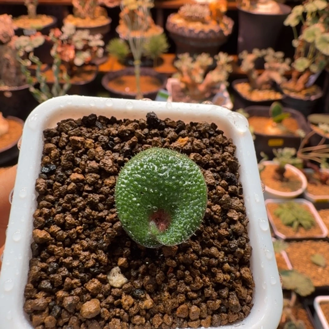 毛叶立金花462 仙人掌