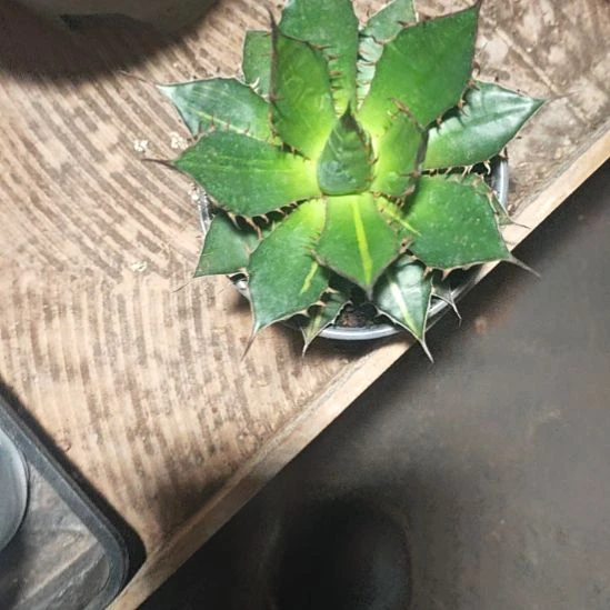 y***i姬霍利达精品龙舌兰精品