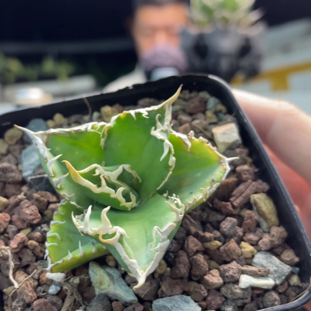 灯养白豪刺888888888