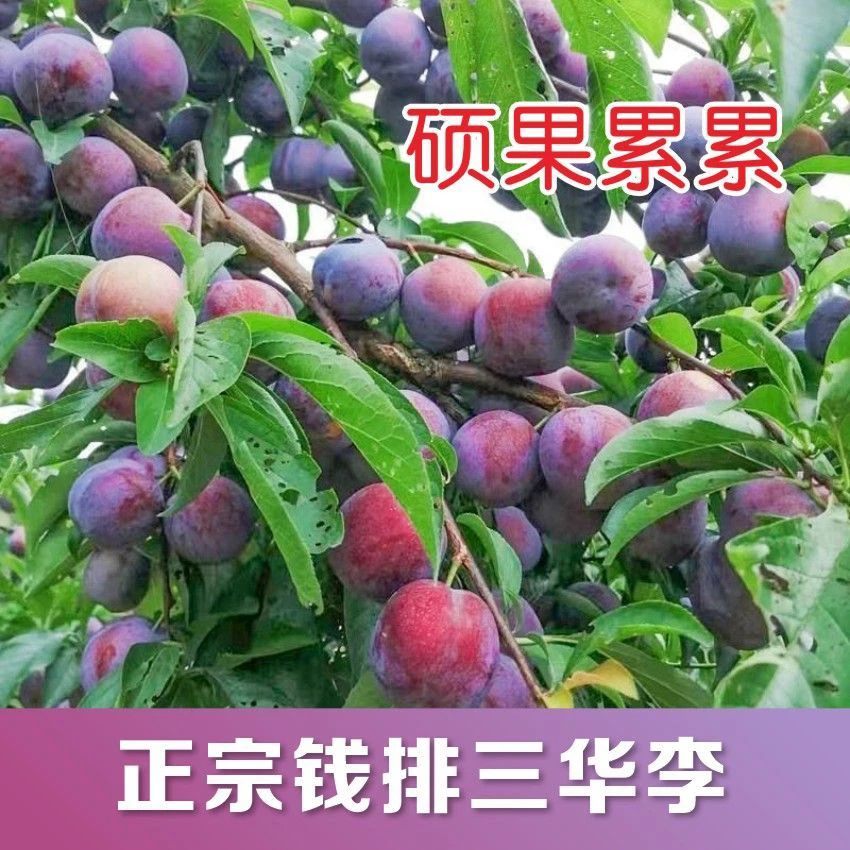 广东信宜正宗三华李红心李新鲜采摘酸脆爽口当季水果