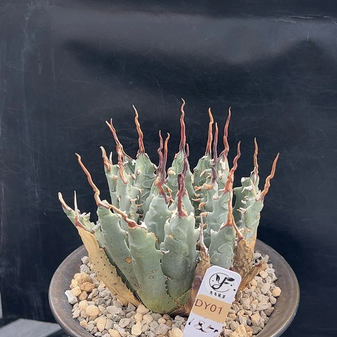 无花朵熟桩带盆，曲曲曲