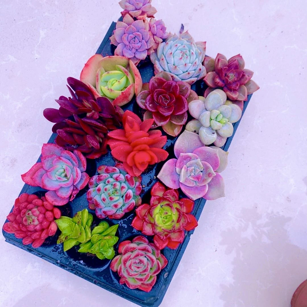 指定 十五颗 带穴盘  好养品种多（3到4厘米）