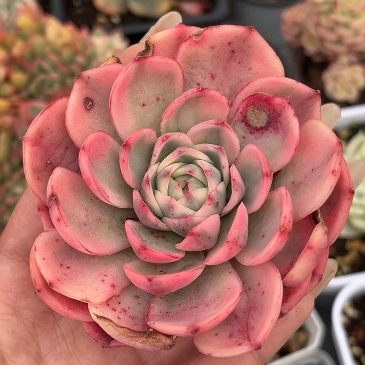 粉水晶锦一颗价格发货