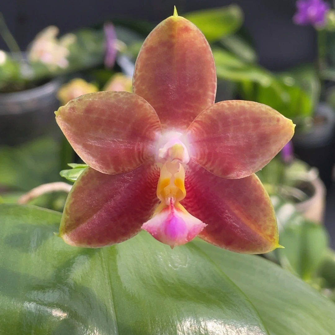 大部分开放少量花苞