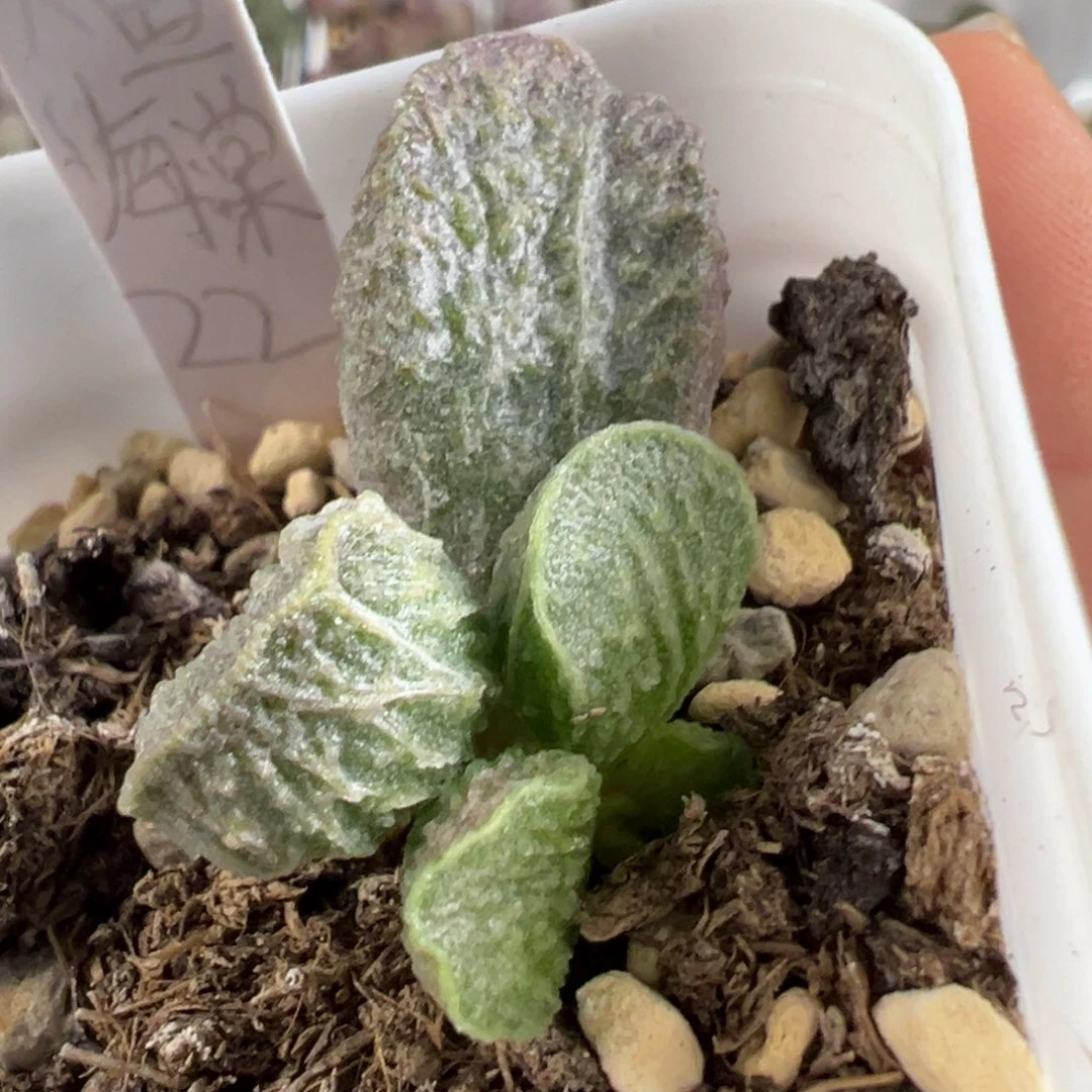w大鱼海棠多肉植物水泡