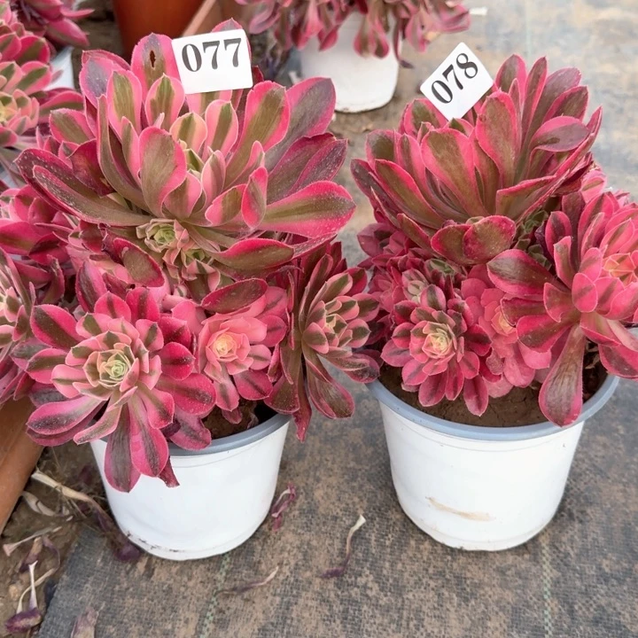 粉女巫法师组合077078