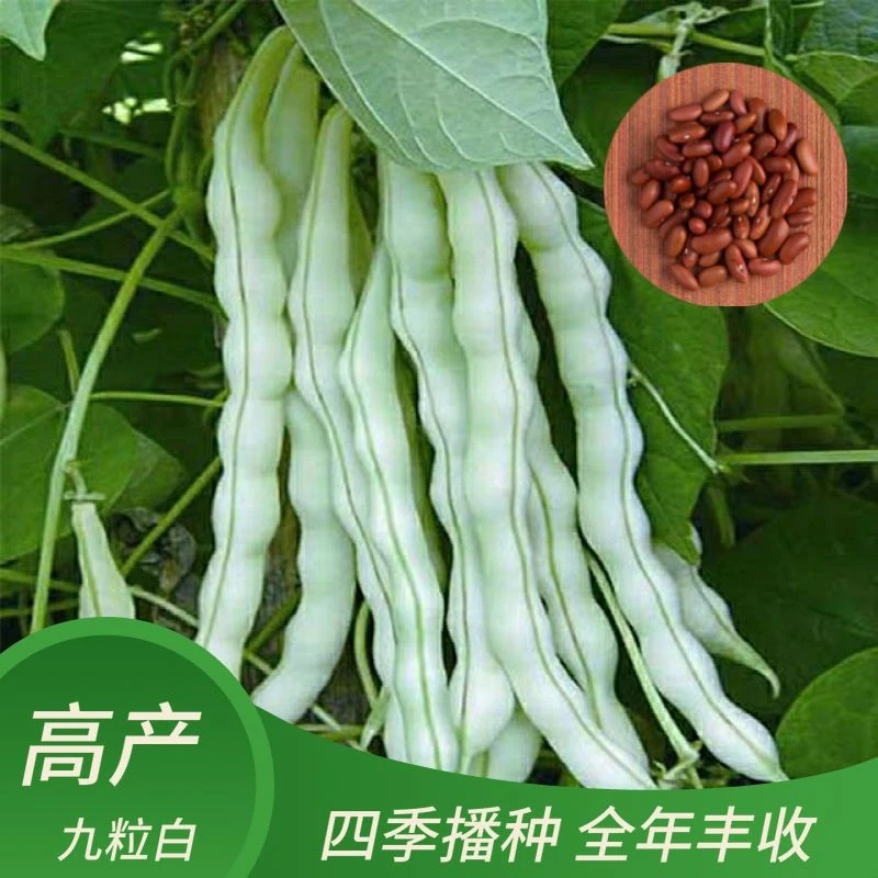 西藏新疆包邮九粒白芸豆种子豆角种籽四季豆架豆种高产春秋季蔬菜