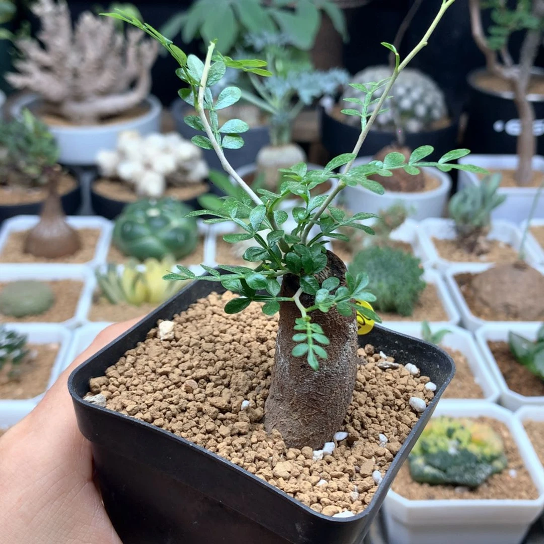 夏****236号列加氏漆树带盆根插