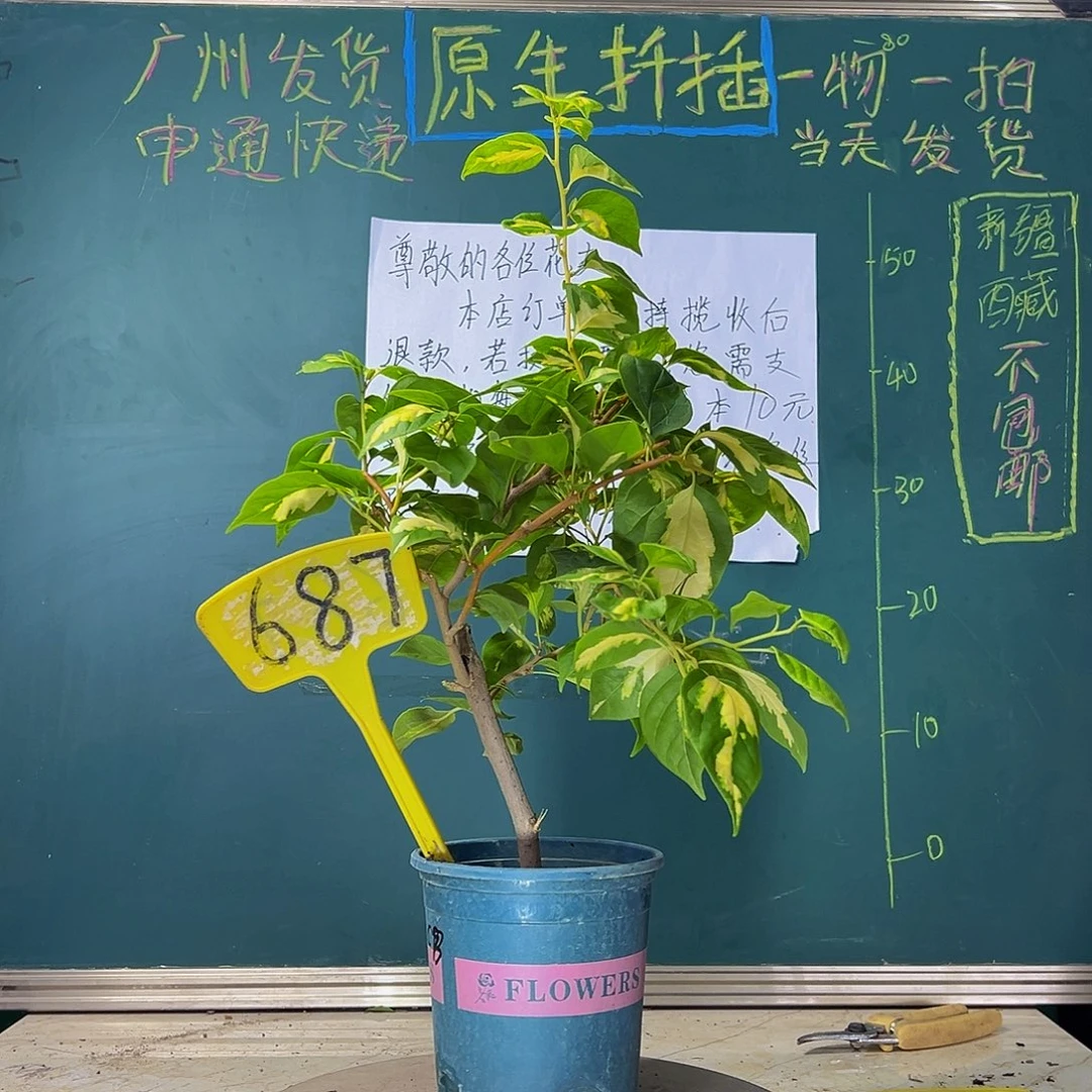 当前无花栽培后可以开花   金心橙白  687