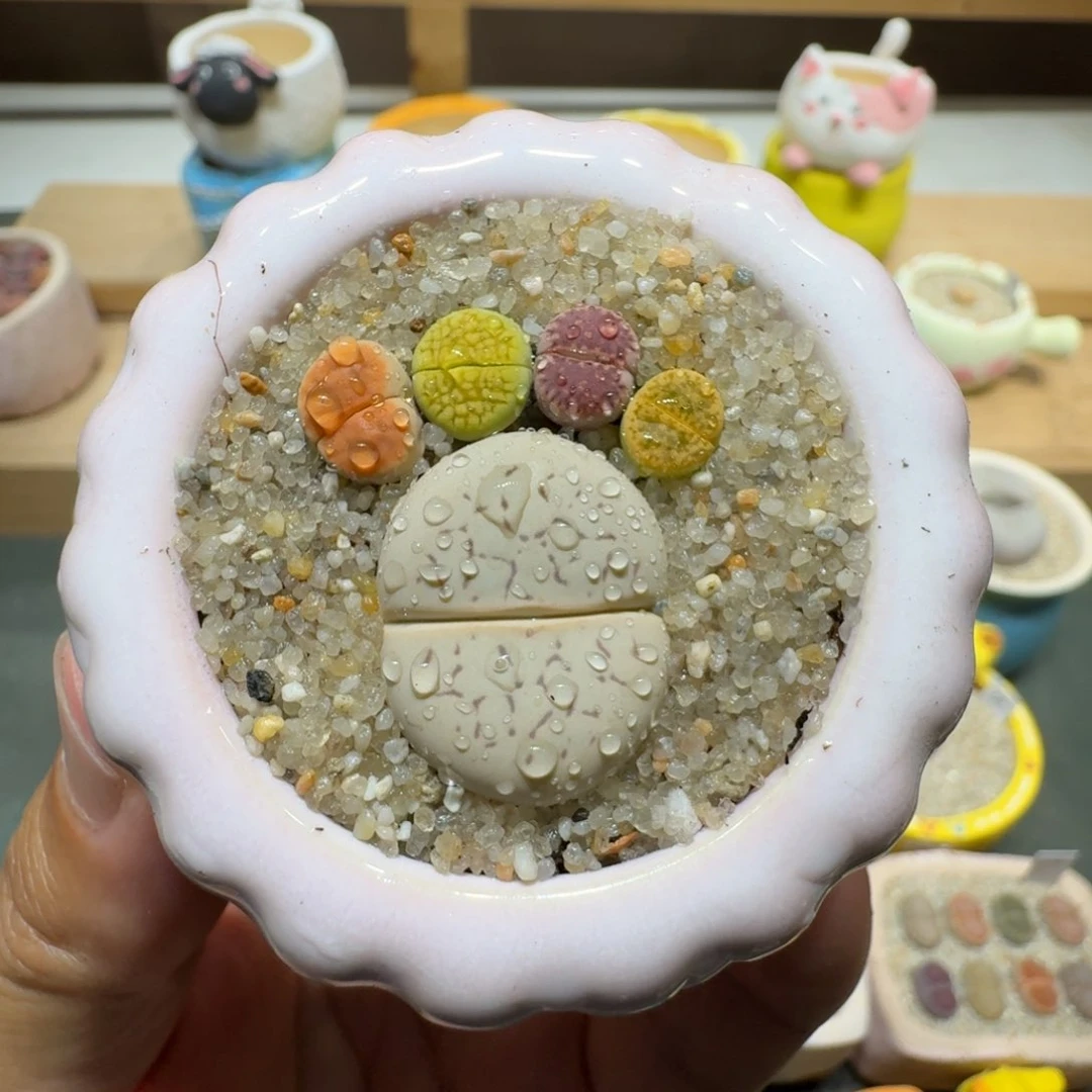 蘑菇201彩拼脚丫花花