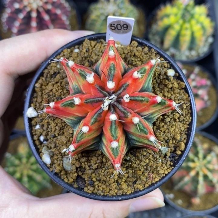 泰国进口精品米哈牡丹锦