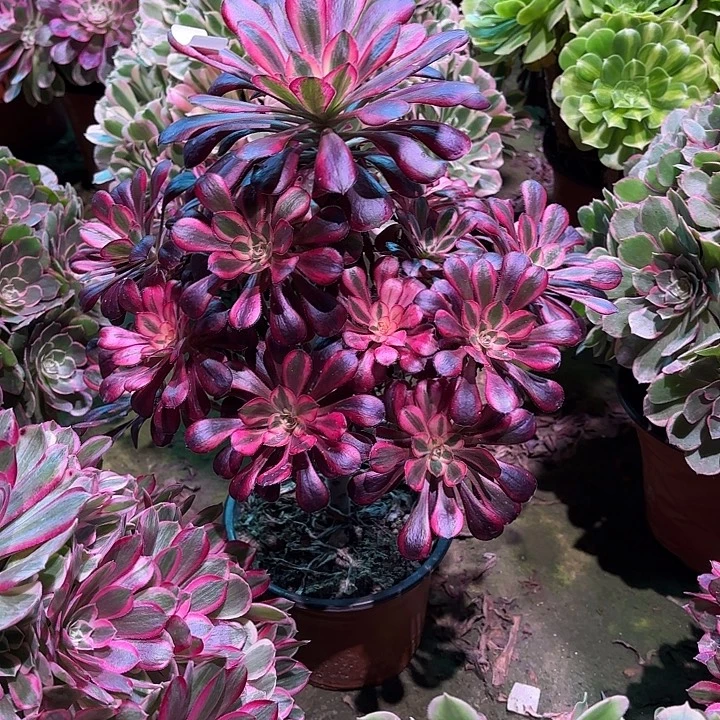 多肉植物香奈儿00125