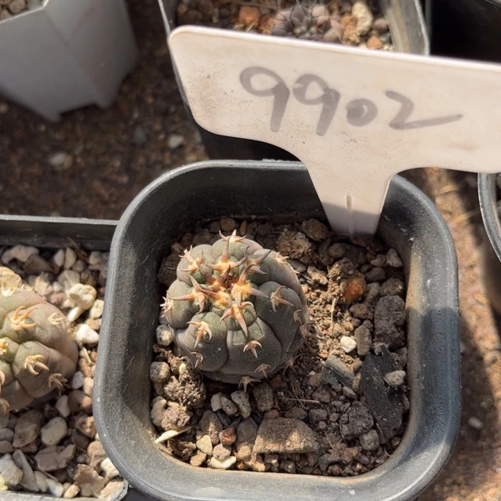 兜*乐9902实生皮实好养