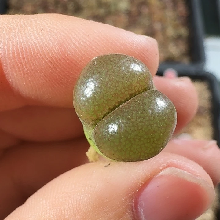 无花朵劳****?多肉植物323