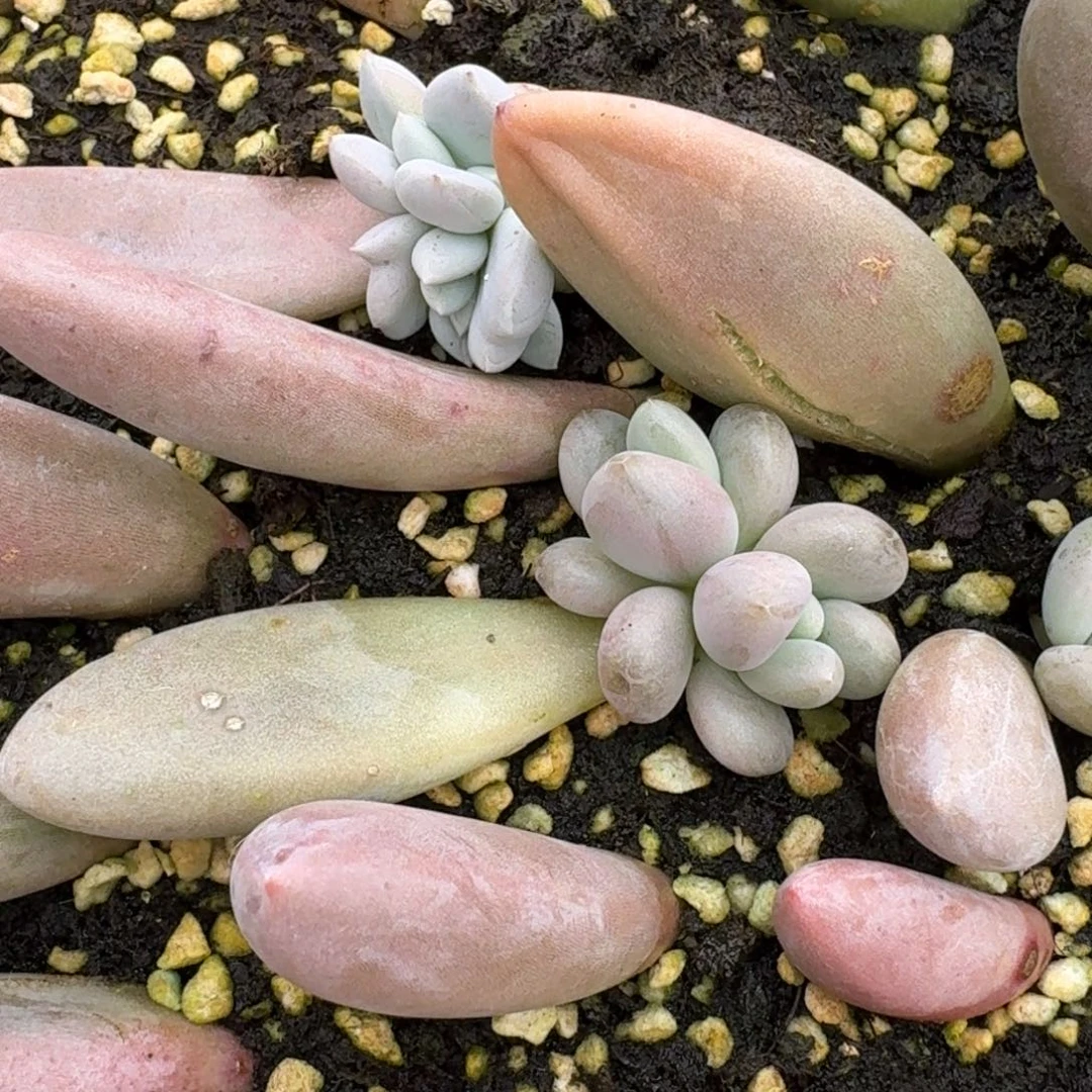 桃蛋*杜里万杂交一颗量拍18-107