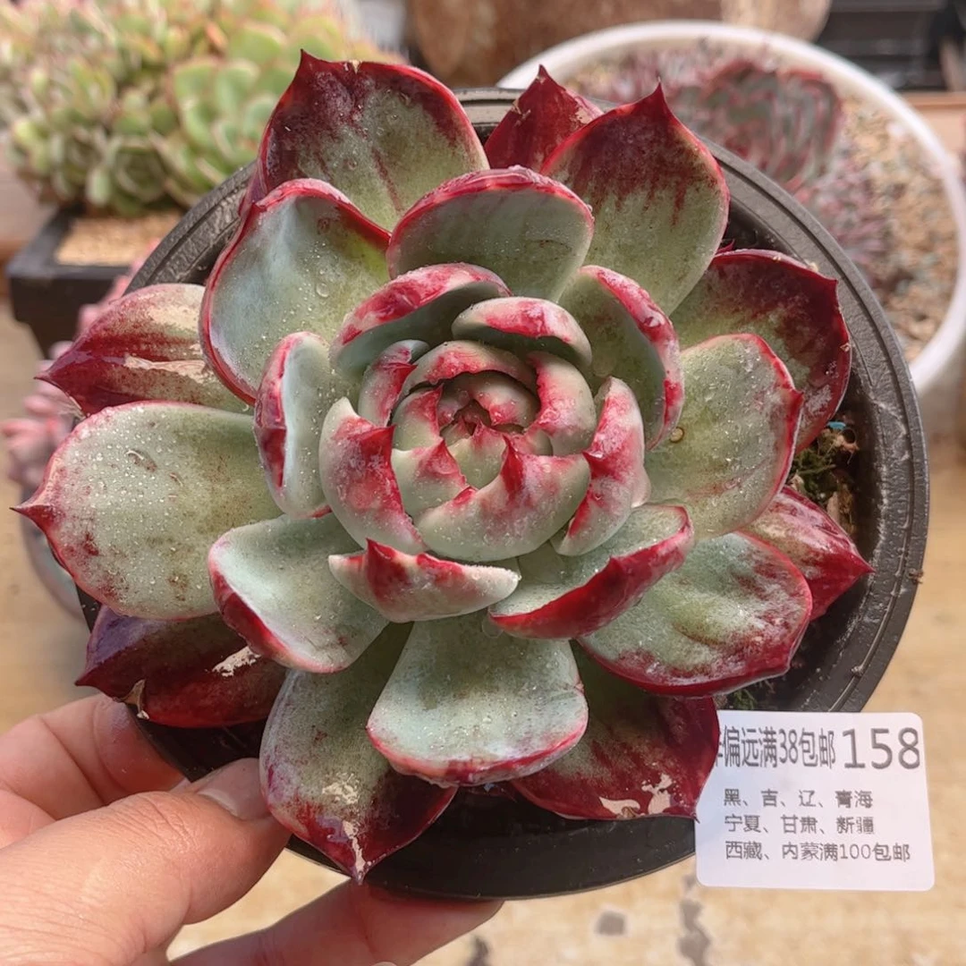 158惊鸿仙子德华多肉