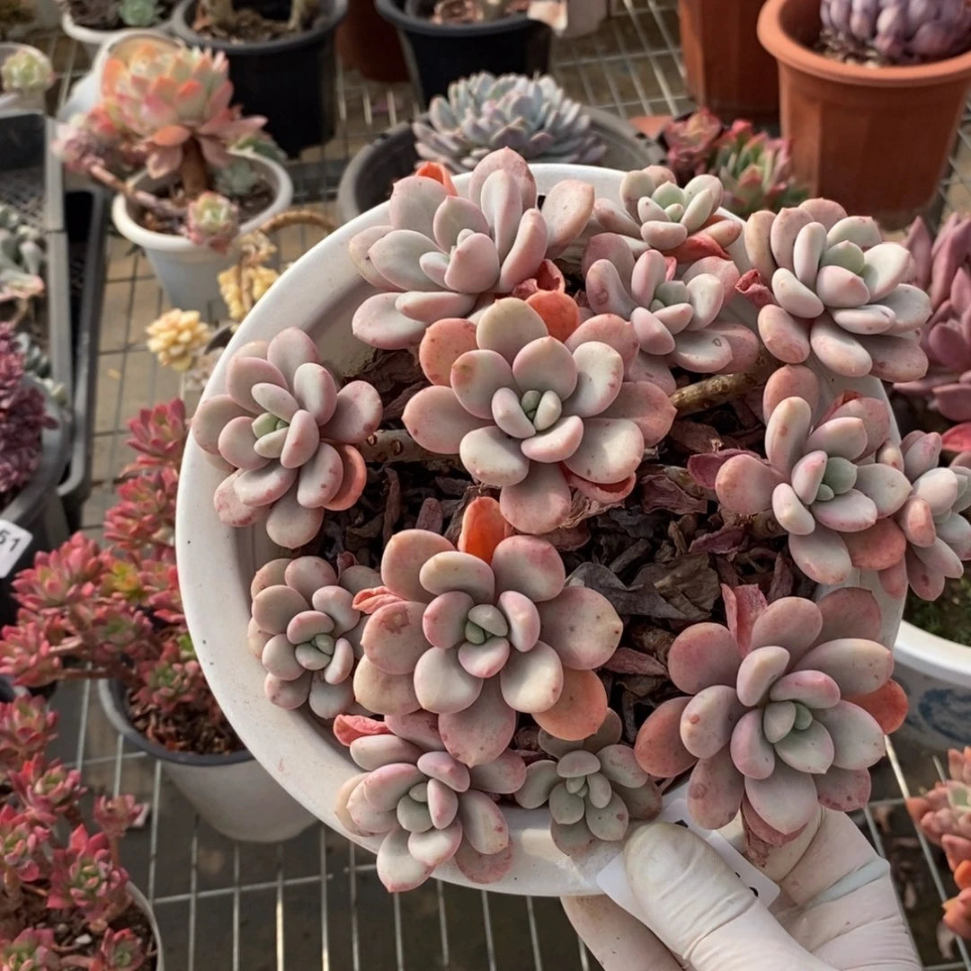 313不知名一物一拍