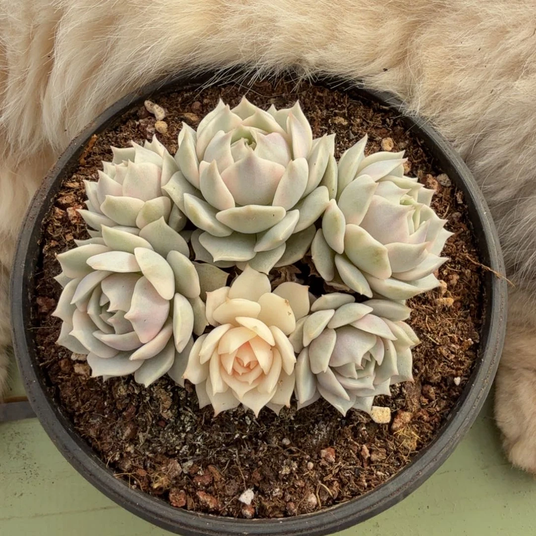 J***5露娜莲锦锦上园艺一物一拍