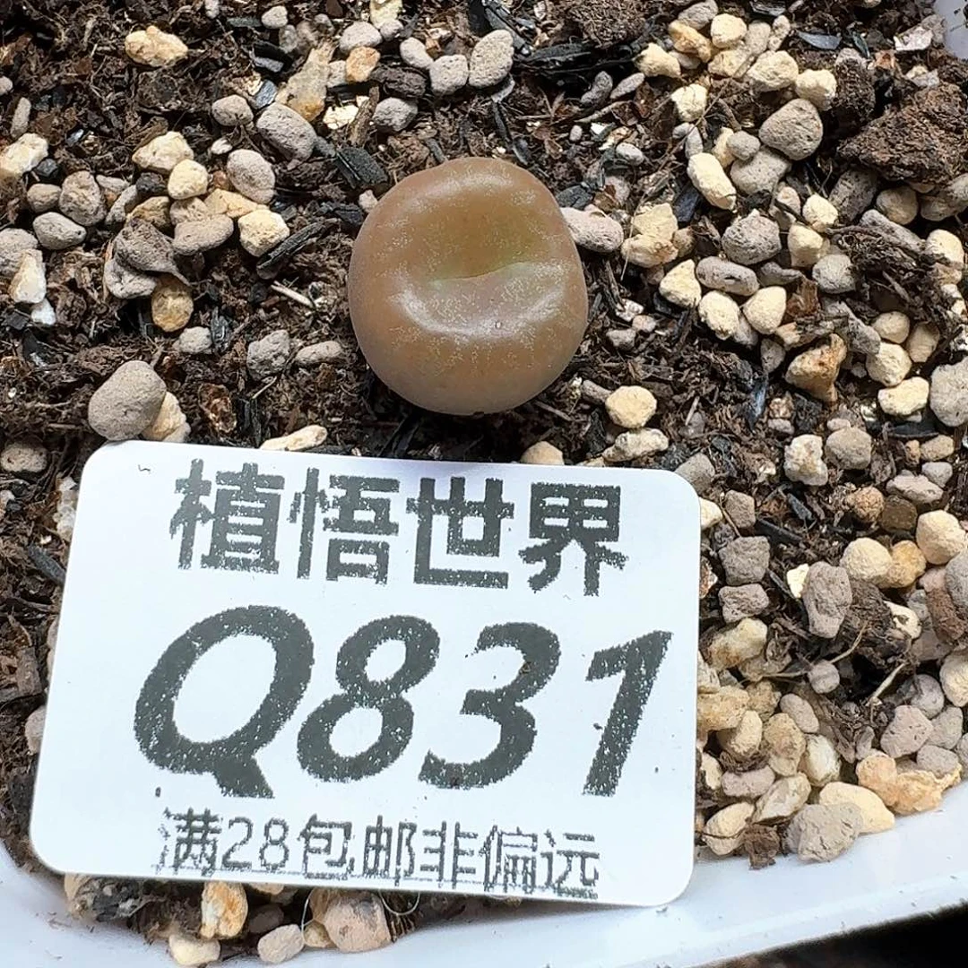 多肉植物的动作多fg