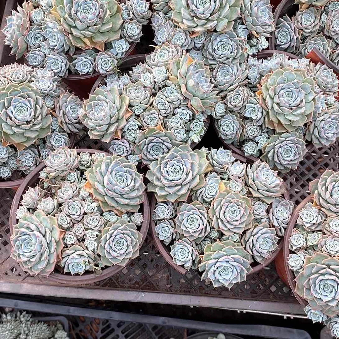 海滨格瑞1颗带盆带土