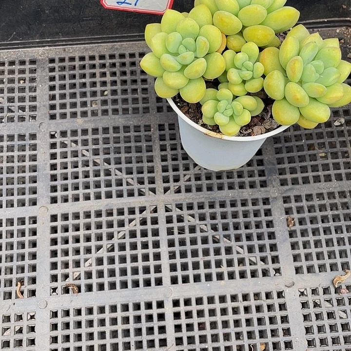 W***_27号筐带盆土发货