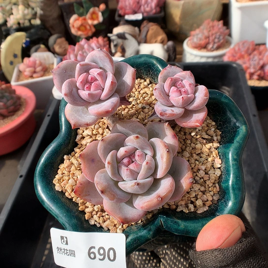 690星影多肉植物666